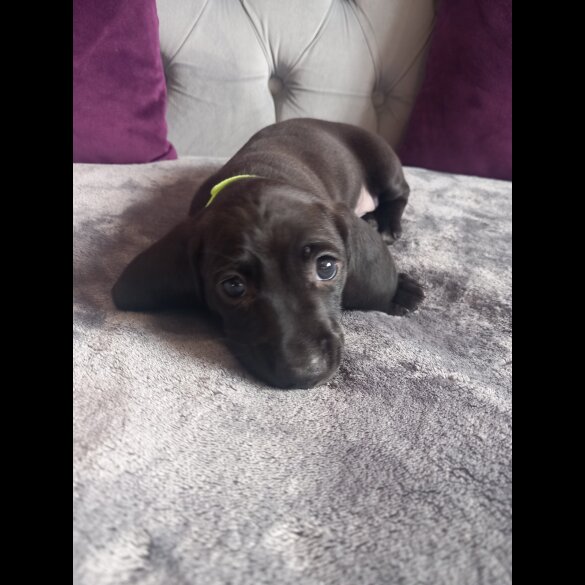 Dachshund (Standard &amp; Miniature) - Both