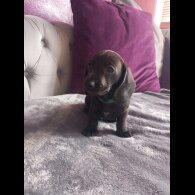 Dachshund (Standard &amp; Miniature) - Both