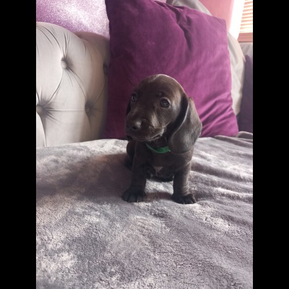 Dachshund (Standard &amp; Miniature) - Both