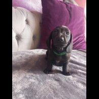 Dachshund (Standard &amp; Miniature) - Both
