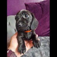 Dachshund (Standard &amp; Miniature) - Both