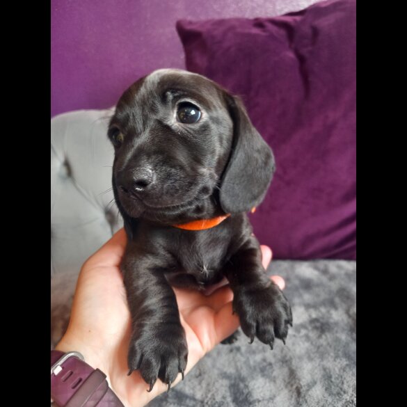 Dachshund (Standard &amp; Miniature) - Both