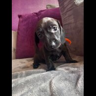 Dachshund (Standard &amp; Miniature) - Both