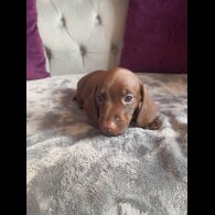 Dachshund (Standard &amp; Miniature) - Both