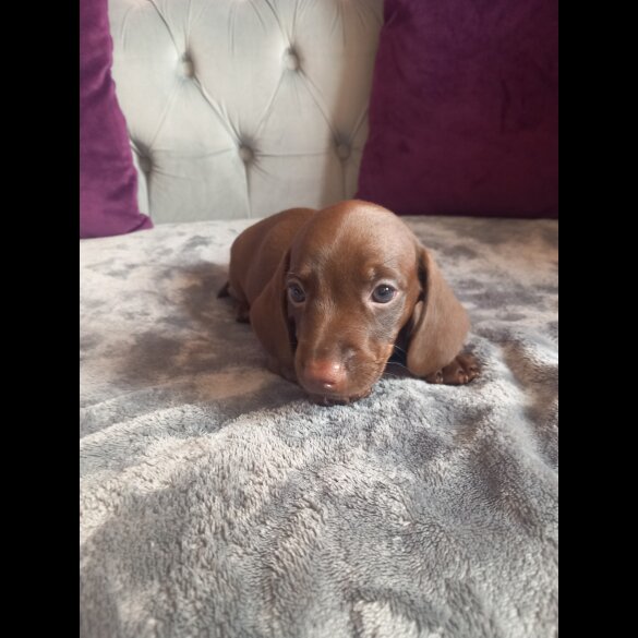 Dachshund (Standard &amp; Miniature) - Both