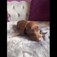 Dachshund (Standard &amp; Miniature) - Both