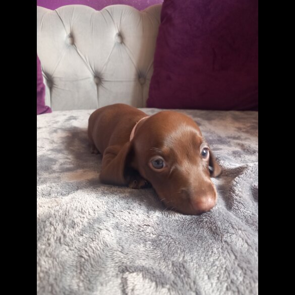 Dachshund (Standard &amp; Miniature) - Both