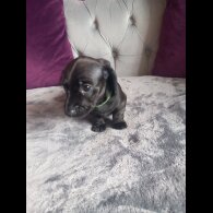 Dachshund (Standard &amp; Miniature) - Both