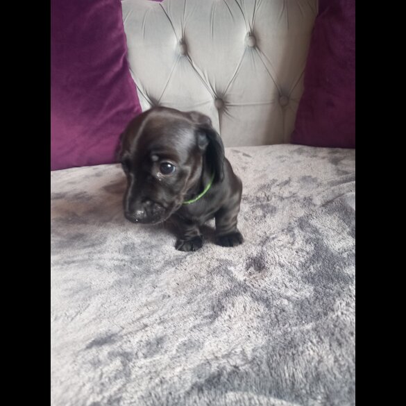 Dachshund (Standard &amp; Miniature) - Both