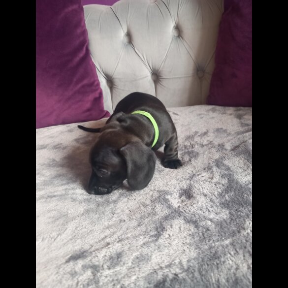 Dachshund (Standard &amp; Miniature) - Both