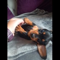 Dachshund (Standard &amp; Miniature) - Both