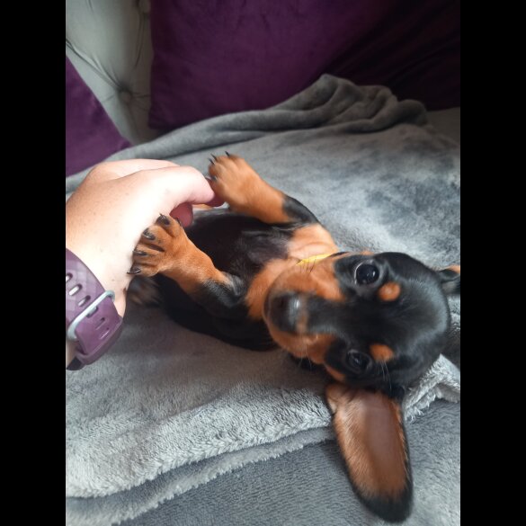 Dachshund (Standard &amp; Miniature) - Both