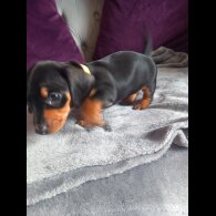 Dachshund (Standard &amp; Miniature) - Both