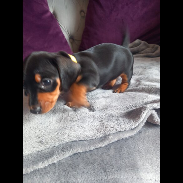 Dachshund (Standard &amp; Miniature) - Both