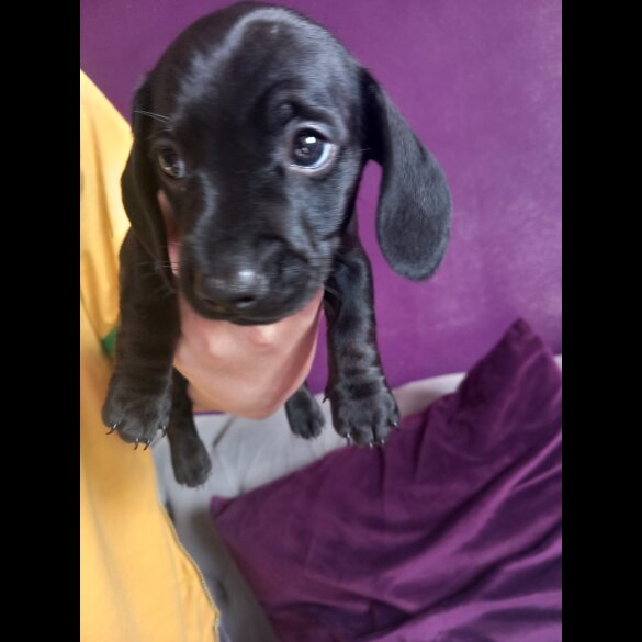 Dachshund (Standard &amp; Miniature) - Both