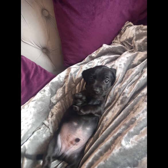 Dachshund (Standard &amp; Miniature) - Both