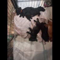 Dachshund (Standard &amp; Miniature) - Both