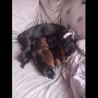 Dachshund (Standard &amp; Miniature) - Both