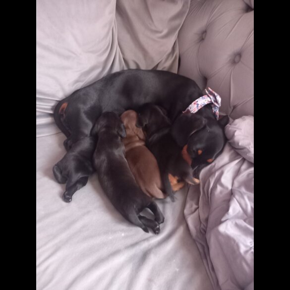Dachshund (Standard &amp; Miniature) - Both