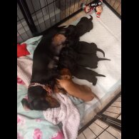 Dachshund (Standard &amp; Miniature) - Both