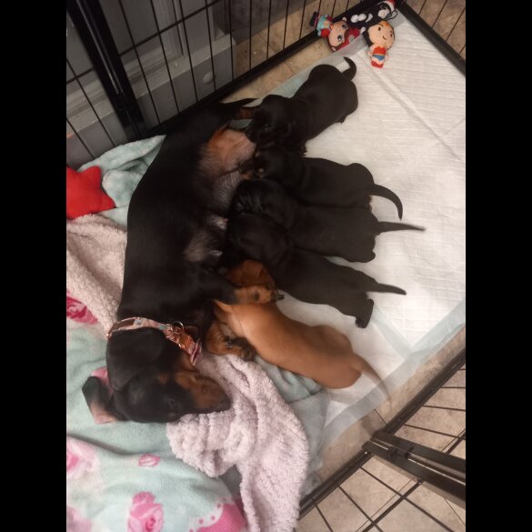 Dachshund (Standard &amp; Miniature) - Both