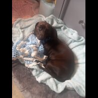 Dachshund (Standard &amp; Miniature) - Both
