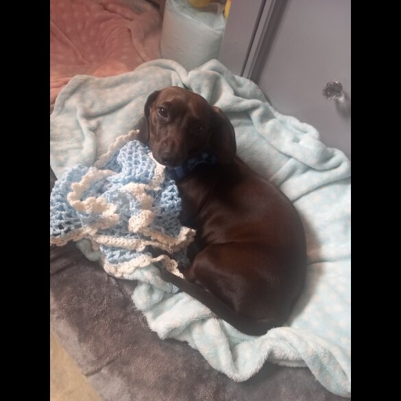 Dachshund (Standard &amp; Miniature) - Both