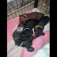 Dachshund (Standard &amp; Miniature) - Both