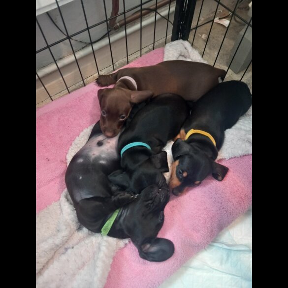 Dachshund (Standard &amp; Miniature) - Both