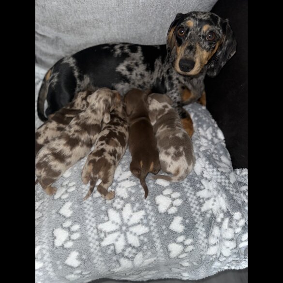Dachshund (Standard &amp; Miniature) - Both