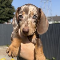 Dachshund (Standard &amp; Miniature) - Both