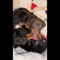 Dachshund (Standard &amp; Miniature) - Both