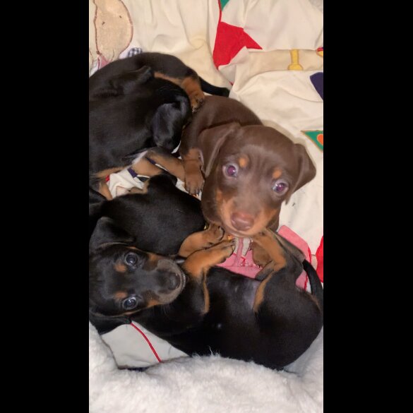 Dachshund (Standard &amp; Miniature) - Both