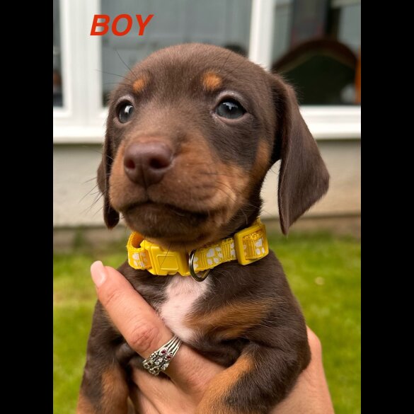 Dachshund (Standard &amp; Miniature) - Both