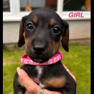 Dachshund (Standard &amp; Miniature) - Both
