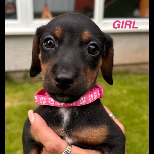 Dachshund (Standard &amp; Miniature) - Both