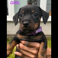 Dachshund (Standard &amp; Miniature) - Both