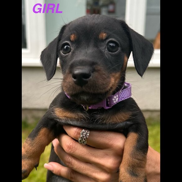 Dachshund (Standard &amp; Miniature) - Both