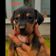Dachshund (Standard &amp; Miniature) - Both