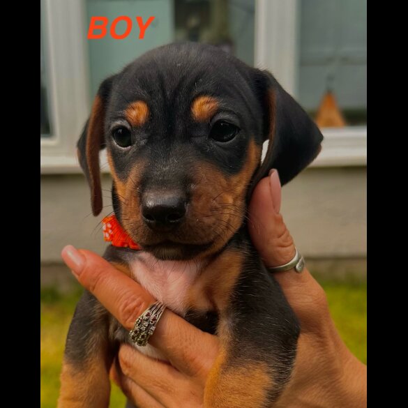 Dachshund (Standard &amp; Miniature) - Both