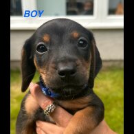 Dachshund (Standard &amp; Miniature) - Both