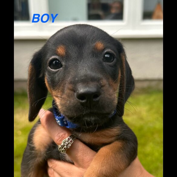 Dachshund (Standard &amp; Miniature) - Both