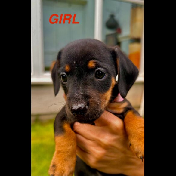 Dachshund (Standard &amp; Miniature) - Both