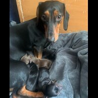 Dachshund (Standard &amp; Miniature) - Both
