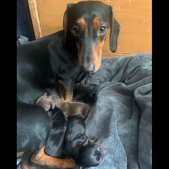 Dachshund (Standard &amp; Miniature) - Both