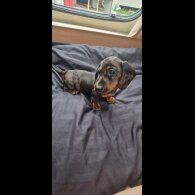 Dachshund (Standard &amp; Miniature) - Both