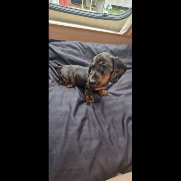 Dachshund (Standard &amp; Miniature) - Both