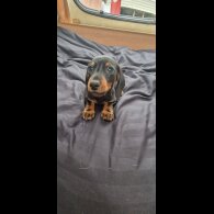 Dachshund (Standard &amp; Miniature) - Both