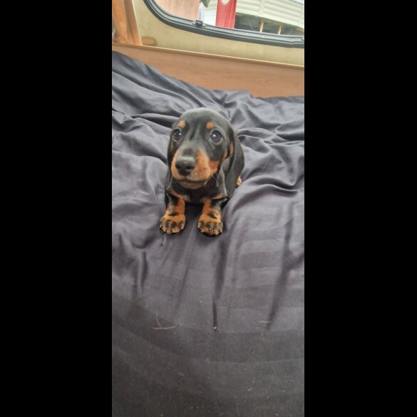 Dachshund (Standard &amp; Miniature) - Both