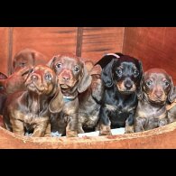 Dachshund (Standard &amp; Miniature) - Dogs